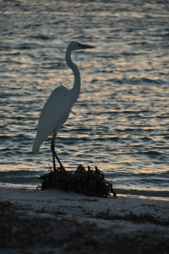 Garça solitária em praia da ilha de Holbox, no norte do Yucatán, no México